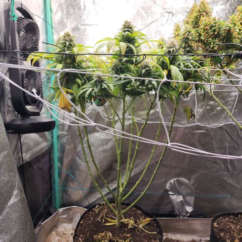 the Esoteric (Magus) growlog timeline photo