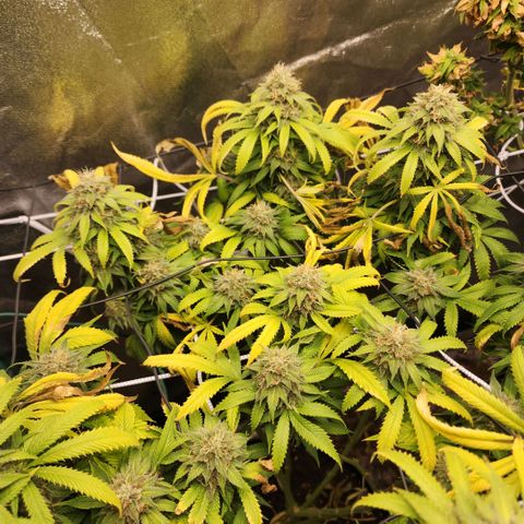 the Esoteric (Magus) growlog timeline photo