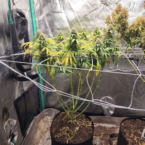 the Esoteric (Magus) growlog timeline photo
