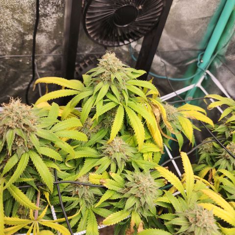 the Esoteric (Magus) growlog timeline photo