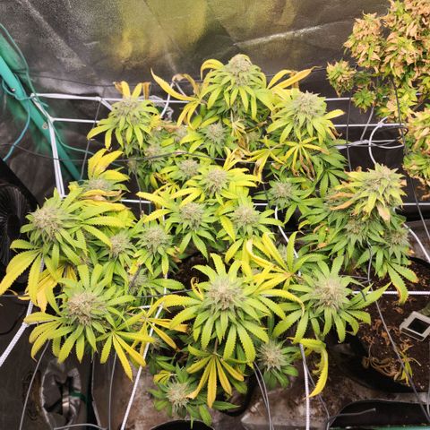 the Esoteric (Magus) growlog timeline photo