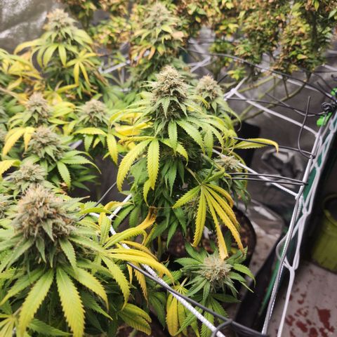 the Esoteric (Magus) growlog timeline photo