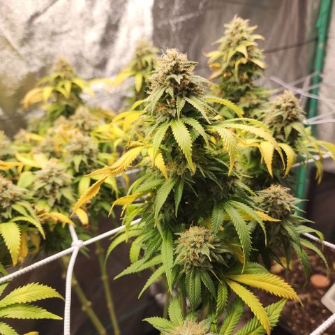 the Esoteric (Magus) growlog timeline photo