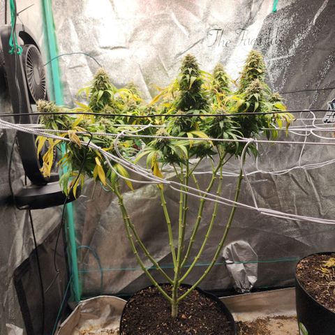 the Esoteric (Magus) growlog timeline photo