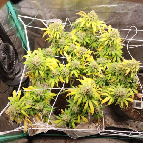 the Esoteric (Magus) growlog timeline photo