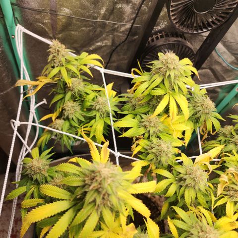 the Esoteric (Magus) growlog timeline photo