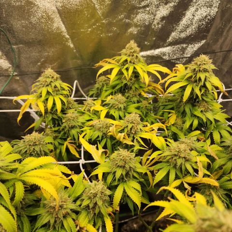 the Esoteric (Magus) growlog timeline photo