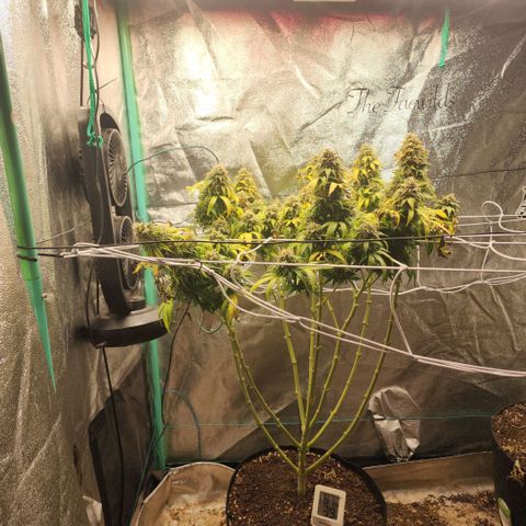 the Esoteric (Magus) growlog timeline photo