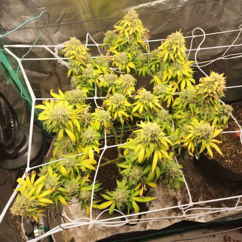 the Esoteric (Magus) growlog timeline photo