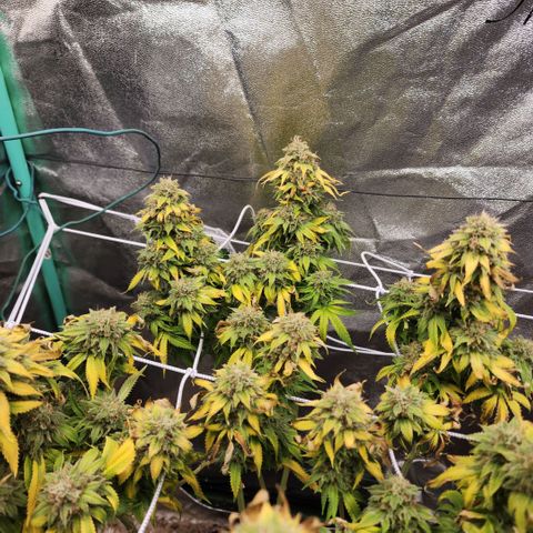 the Esoteric (Magus) growlog timeline photo