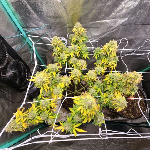 the Esoteric (Magus) growlog timeline photo
