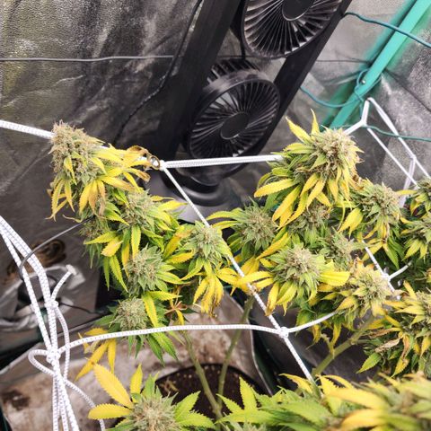 the Esoteric (Magus) growlog timeline photo