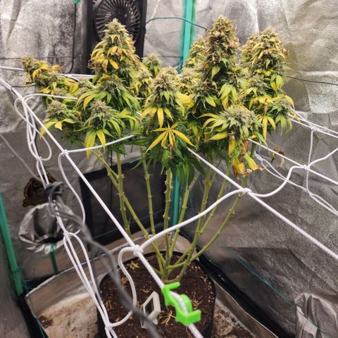 the Esoteric (Magus) growlog timeline photo