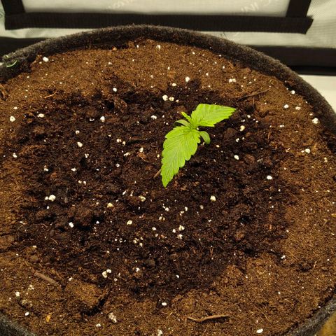 Gorilla Zkittlez Auto growlog timeline photo