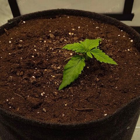 Gorilla Zkittlez Auto growlog timeline photo