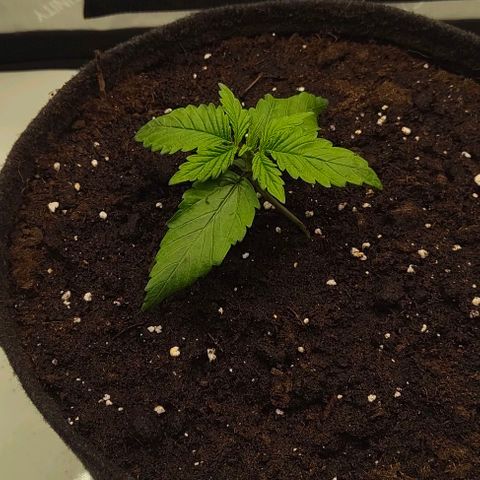 Gorilla Zkittlez Auto growlog timeline photo