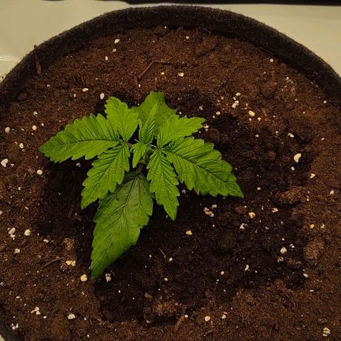 Gorilla Zkittlez Auto growlog timeline photo