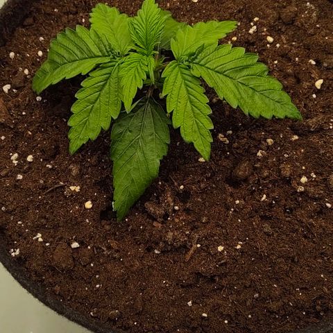Gorilla Zkittlez Auto growlog timeline photo