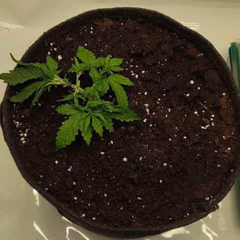 Gorilla Zkittlez Auto growlog timeline photo