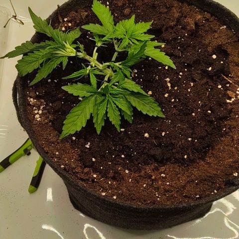 Gorilla Zkittlez Auto growlog timeline photo