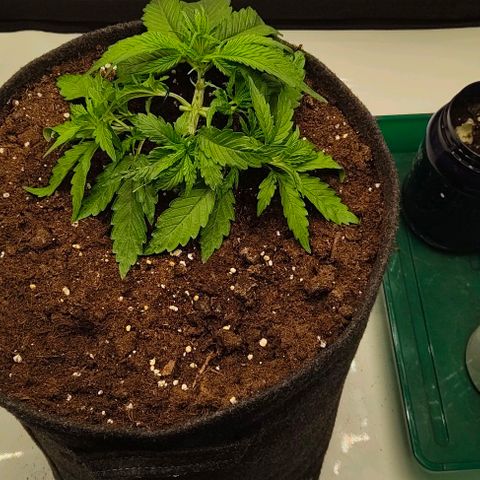 Gorilla Zkittlez Auto growlog timeline photo