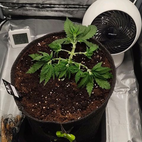 Gorilla Zkittlez Auto growlog timeline photo