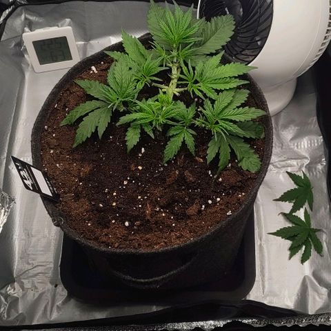 Gorilla Zkittlez Auto growlog timeline photo