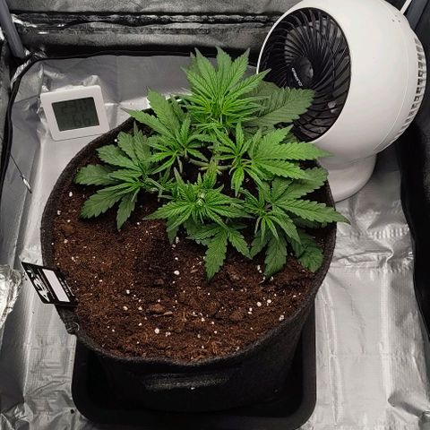 Gorilla Zkittlez Auto growlog timeline photo