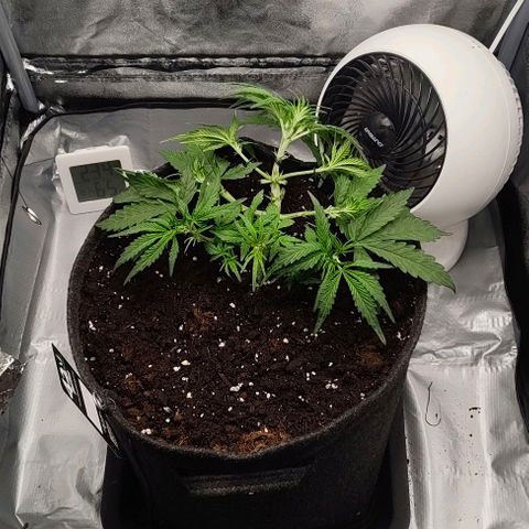 Gorilla Zkittlez Auto growlog timeline photo