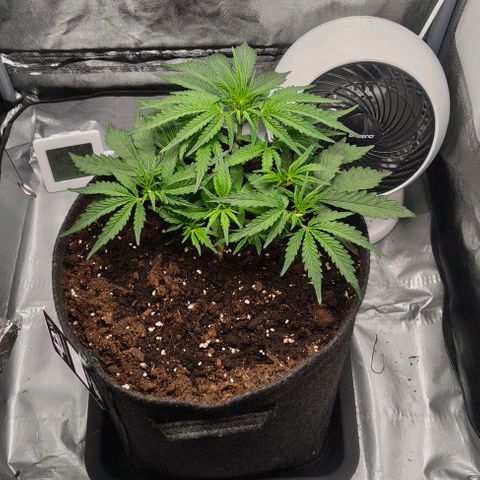 Gorilla Zkittlez Auto growlog timeline photo