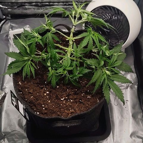 Gorilla Zkittlez Auto growlog timeline photo