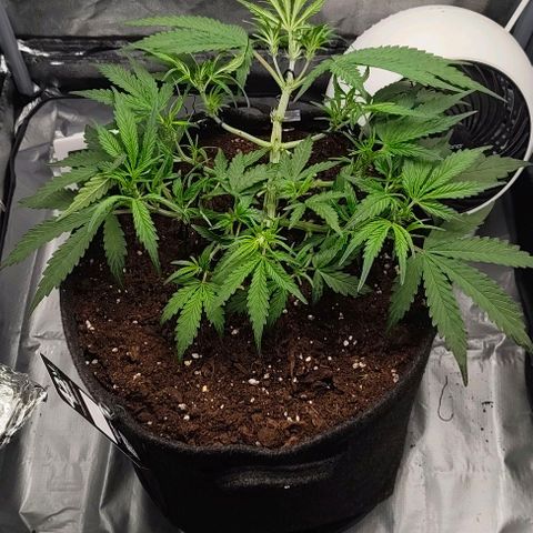 Gorilla Zkittlez Auto growlog timeline photo