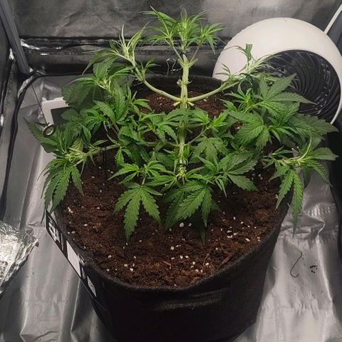 Gorilla Zkittlez Auto growlog timeline photo