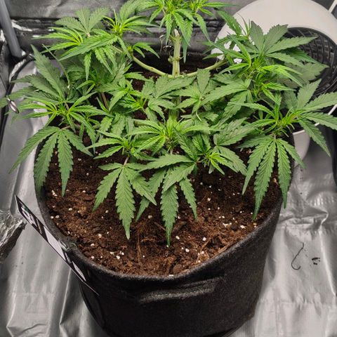 Gorilla Zkittlez Auto growlog timeline photo
