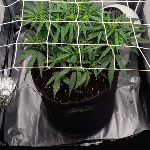 Gorilla Zkittlez Auto growlog timeline photo