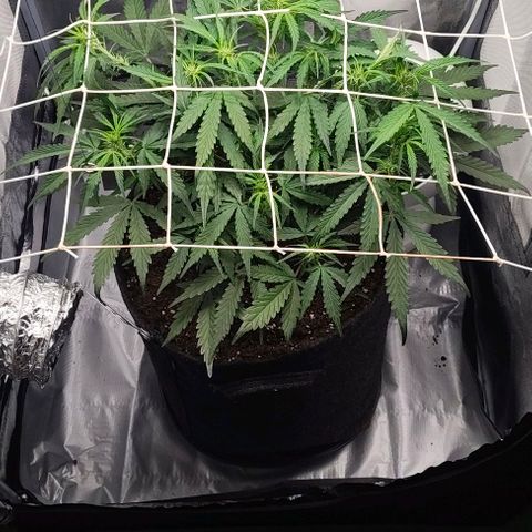 Gorilla Zkittlez Auto growlog timeline photo