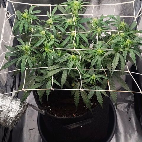 Gorilla Zkittlez Auto growlog timeline photo