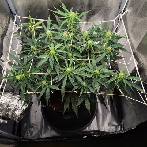 Gorilla Zkittlez Auto growlog timeline photo
