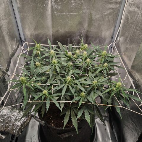 Gorilla Zkittlez Auto growlog timeline photo