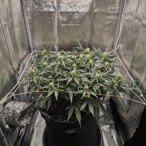 Gorilla Zkittlez Auto growlog timeline photo