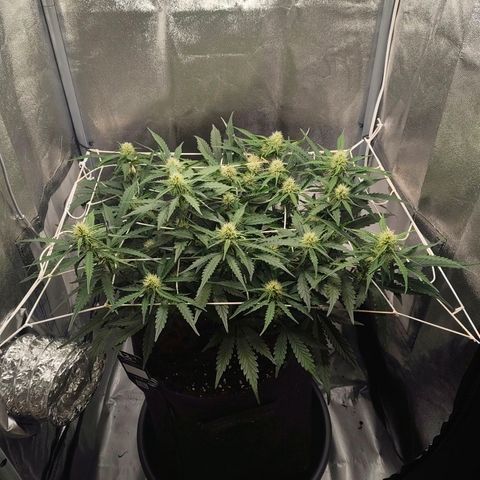 Gorilla Zkittlez Auto growlog timeline photo