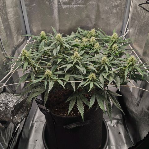 Gorilla Zkittlez Auto growlog timeline photo