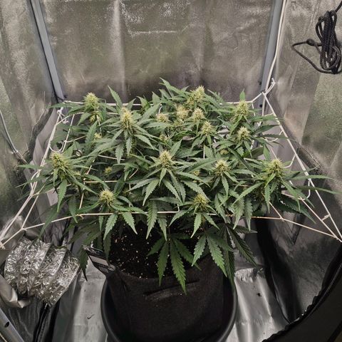 Gorilla Zkittlez Auto growlog timeline photo