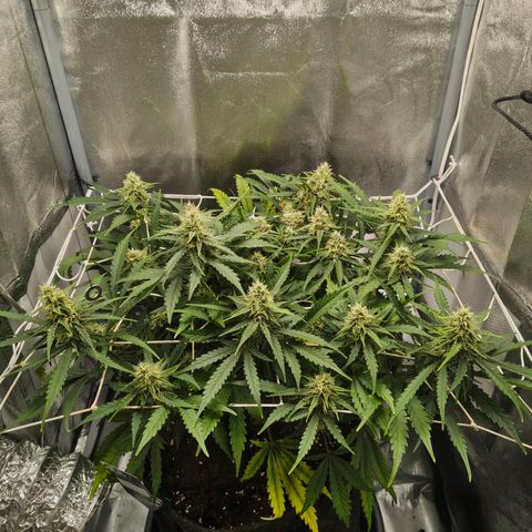 Gorilla Zkittlez Auto growlog timeline photo