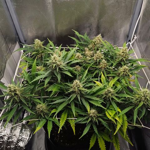 Gorilla Zkittlez Auto growlog timeline photo