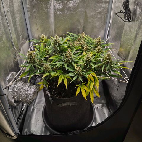 Gorilla Zkittlez Auto growlog timeline photo