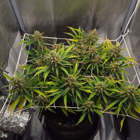 Gorilla Zkittlez Auto growlog timeline photo