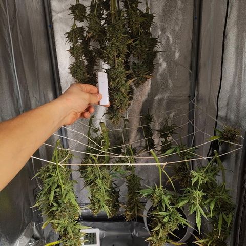 Gorilla Zkittlez Auto growlog timeline photo