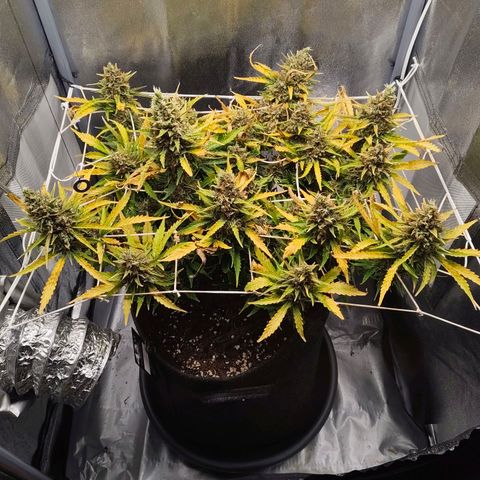 Gorilla Zkittlez Auto growlog timeline photo