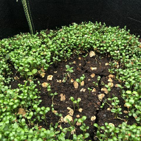 Gorilla Cookies Auto growlog timeline photo